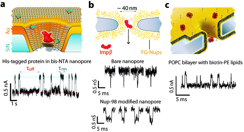 Examples of surface modified nanopore platforms. (a) Schematic of a gold-coated nanopore functionalized with a combination of matrix thiols (SC15EG3) and receptor thiols (NTA). A Ni2+ (green) loaded NTA receptor (black) specifically binds to His6-tagged proteins (red). The blockade time reflects the binding time of the analyte to the receptor (τon). A current time trace is shown for a 26 nm nanopore functionalised with 2 mol% NTA functionalised thiols, and 98 mol% matrix thiols after the addition of 180 nM His6-tagged protein A.33 (b) Schematic of a nanopore functionalised with nucleoporins (FG-Nups). Representative current time traces are shown in the presence of a transport receptor Impβ with and without the FG-Nups modification.42 (c) Conceptual representation of a nanopore functionalised with a lipid bilayer (POPC) containing biotin anchors (blue circles) in the presence of streptavidin (red circles). Example of a current time trace showing the translocation of the biotin–streptavidin complex.35 All figures obtained with permission.