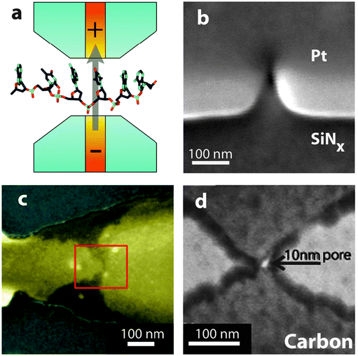 (a) Schematic of a proposed nanopore device with embedded electrodes for tunnelling detection (yellow). The tunnelling electrodes are used to inject a current through the nucleotides in the direction transverse to the DNA backbone. Example images of platforms with integrated tunnelling electrodes include: (b) Electrode gaps, fabricated using electron beam induced deposition, aligned to a nanopore.50 (c) Electrode gaps formed by the electromigration/self-breaking technique on SiO2/Au/SiO2.51 (d) Carbon electrodes aligned to a nanopore.52 All figures obtained with permission.