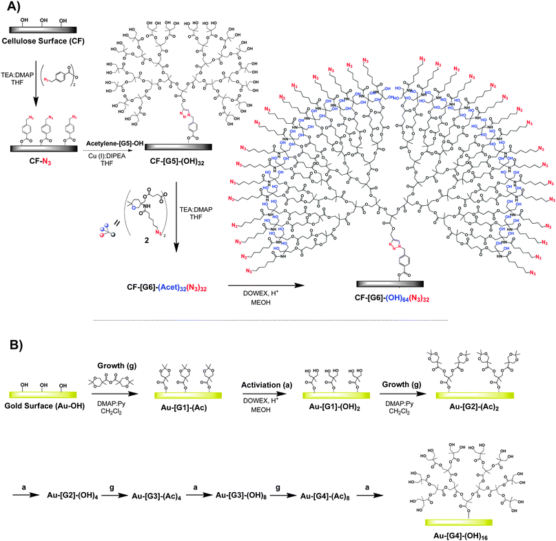 (A) Sixth generation [G6] dual functional dendronized cellulose surface by a combination of grafting to and grafting from approach. (B) Grafting from methodology for the fabrication of fourth generation [G4] dendronized Au surfaces.