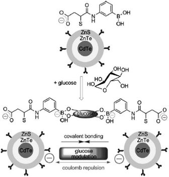 Glucose-mediated assembly of PBA-modified CdTe/ZnTe/ZnS QDs. Reproduced with permission from ref. 79. Copyright 2010 John Wiley and Sons.