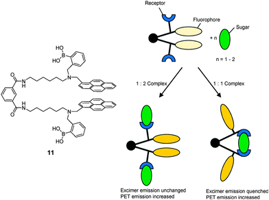 Cartoon scheme of binding of tweezer 11 with monovalent saccharide (left) and divalent saccharide (right). Reproduced from ref. 40 with permission from The Royal Society of Chemistry.