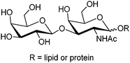 Structure of Thomsen–Friedenreich antigen disaccharide Gal-β-1,3-GalNAc.