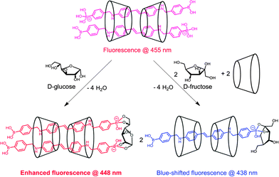 Interaction of 2 : 2 35-γ-CyD complex with d-glucose and d-fructose.