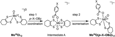 Proposed mechanism for formation of MoVIO(p-X-OBz)L.