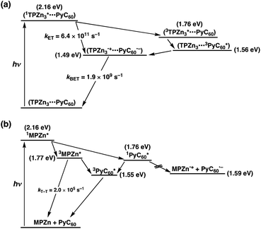 Energy diagrams for photodynamics of (a) TPZn3 and (b) MPZn in the presence of PyC60 in toluene.