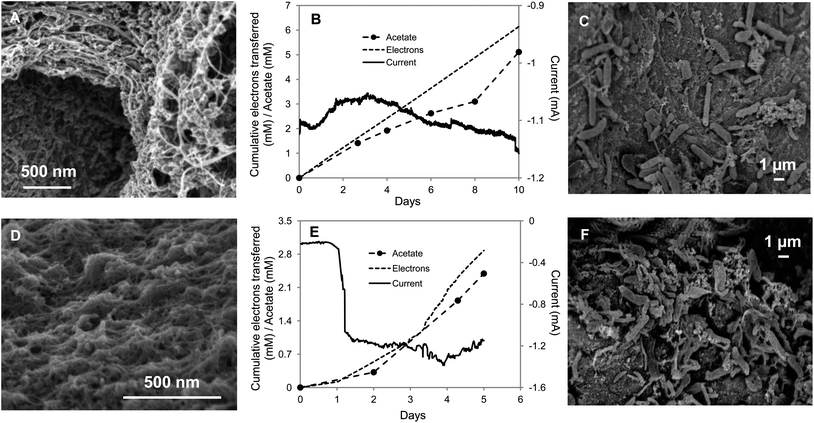 S. ovata electrosynthesis of acetate with carbon nanotube–textile composite. (A) SEM image of the cotton fabric coated with carbon nanotubes (CNTs). (B) Electron consumption, acetate and current production over time with CNT–cotton cathode. (C) SEM image of S. ovata on the CNT–cotton. (D) SEM image of the CNT–polyester. (E) Electron consumption, acetate and current production over time with CNT–polyester cathode. (F) SEM image of S. ovata on the CNT–polyester. Results shown are from a representative example of three replicate cultures.