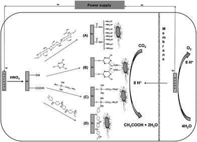 Schematic of the cathode configuration and electron-consumption between S. ovata and electrode for the electrosynthesis of acetate. (A) Carbon cloth cathode coated by chitosan. (B) Carbon cloth cathode coated with cyanuric chloride. (C) Carbon cloth cathode coated with 3-aminopropyltriethoxysilane. (D) Carbon cloth cathode coated with PANi.