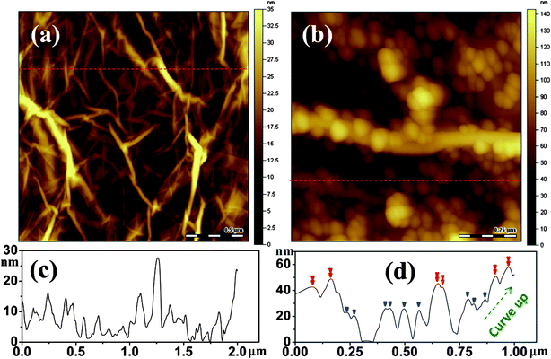 AFM images of (a) graphene and (b) MGNCs; (c) and (d) are the depth profiles of the lines of interest in (a) and (b), respectively. The dashed arrow in (d) depicts the curve up direction of the graphene sheet. The single triangles indicate the single layer of NPs and the double triangles indicate the double layer of NPs stacking together.