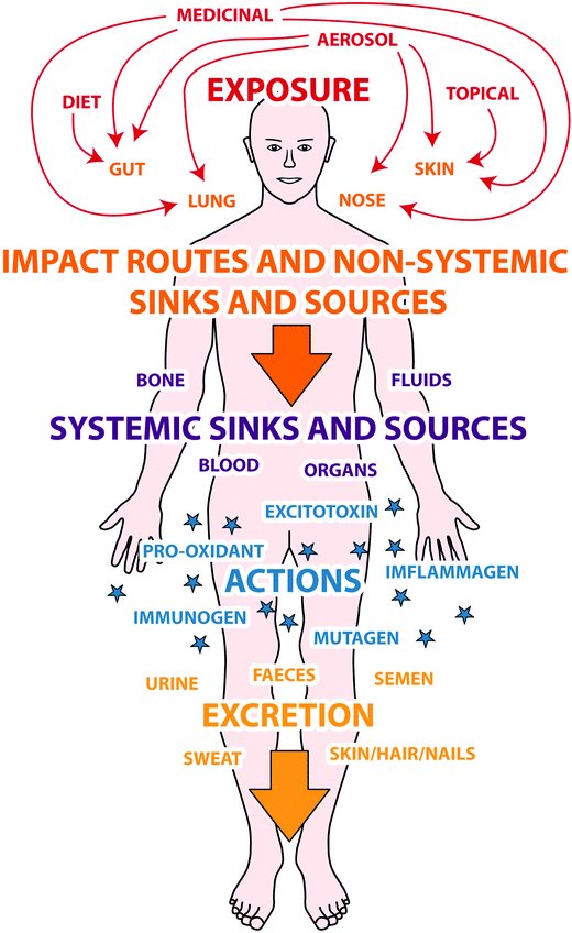 Aluminium's exposome. A schematic which explores relationships between exposure, immediate targets mediating exposure, sinks and sources of biologically available aluminium with putative mechanisms of action and finally excretion of aluminium.