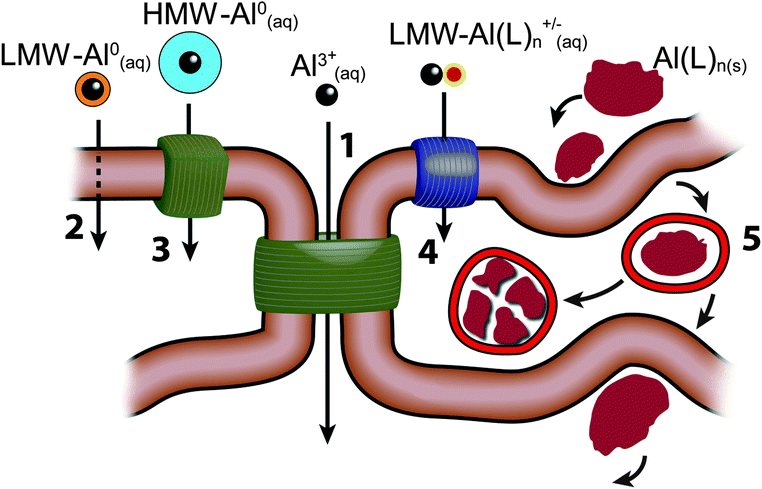 There are 5 major routes by which aluminium could be transported across cell membranes or cell epi-/endothelia; (1) paracellular; (2) transcellular; (3) active transport; (4) channels; (5) adsorptive or receptor-mediated endocytosis. There are 5 major classes of forms of aluminium which could participate in these transport routes. These are shown in the figure as; the free solvated trivalent cation (Al3+(aq)); low molecular weight, neutral, soluble complexes (LMW-Al0(aq)); high molecular weight, neutral, soluble complexes (HMW-Al0(aq)); low molecular weight, charged, soluble complexes (LMW-Al(L)n+/−(aq)); nano and micro-particulates (Al(L)n(s)).