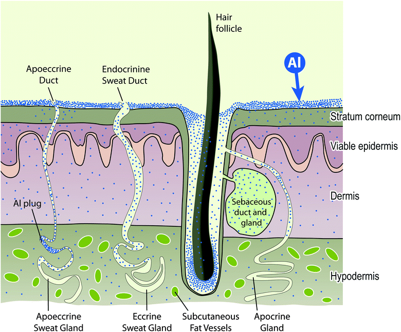 The skin is a sink for topically applied aluminium and will act as a source of biologically reactive aluminium both to structures within the skin and to the systemic circulation.