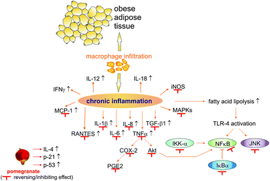 The effects of pomegranate on inflammation processes. Abbreviations: COX-2, cyclooxygenase 2; IFN, interferon; IKK-α, inhibitor of nuclear factor kappa-B kinase subunit alpha; IκBα, nuclear factor of kappa light polypeptide gene enhancer in B cells inhibitor alpha; IL, interleukin; iNOS, inducible nitric oxide synthase; JNK, c-Jun N-terminal kinases; MAPKs, mitogen-activated protein kinases; MCP-1, monocyte chemotactic protein-1; NF-κB, nuclear factor kappa-light-chain-enhancer of activated B cells; p21, cyclin-dependent kinase inhibitor 1; p53, tumour protein 53; PGE2, prostaglandin 2; RANTES, regulated on activation, normal T cell expressed and secreted; TGF-β1, transforming growth factor β1; TLR-4, toll-like receptor 4; TNFα, tumour necrosis factor α.