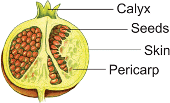 A semi-schematic drawing of a pomegranate fruit, adapted from Thomé.26