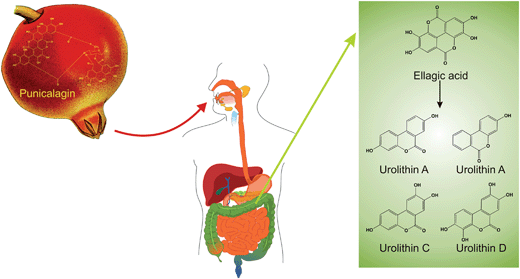 The catabolism of punicalagin.