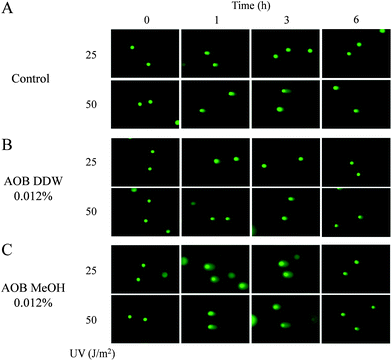 Typical comets images from damaged A549 adenocarcinoma cells stained with SYBR green II. Comets induced by UV 25 and 50 J m−2 with or without AOB extracts (0.012%) at 0, 1, 3 and 6 h. (A) Control, (B) pre-treated with AOB DDW, (C) pre-treated with AOB MeOH.