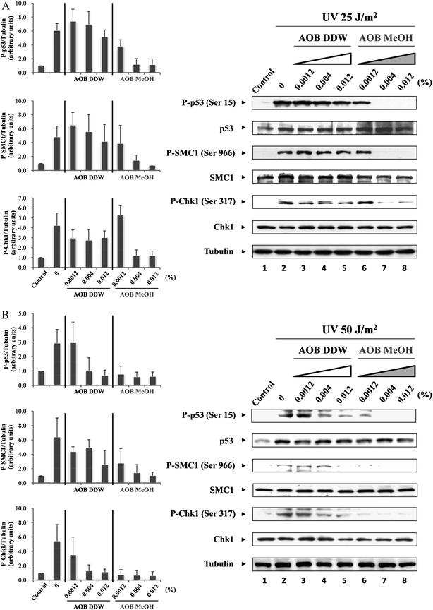 Effect of AOB extracts on checkpoint proteins. A549 adenocarcinoma cells were pre-incubated with or without AOB extracts (0.0012, 0.004 and 0.012%) for 1 h prior to induction of DNA damage. After pre-incubation, cells were irradiated with UV (25 or 50 J m−2), and then cultured at 37 °C for 3 h. Dose-dependent effects of AOB extracts on the phosphorylation level of p53, SMC1 and Chk1 were observed by (A) 25 J m−2 or (B) 50 J m−2 of UV irradiation. Tubulin was used as a loading control.