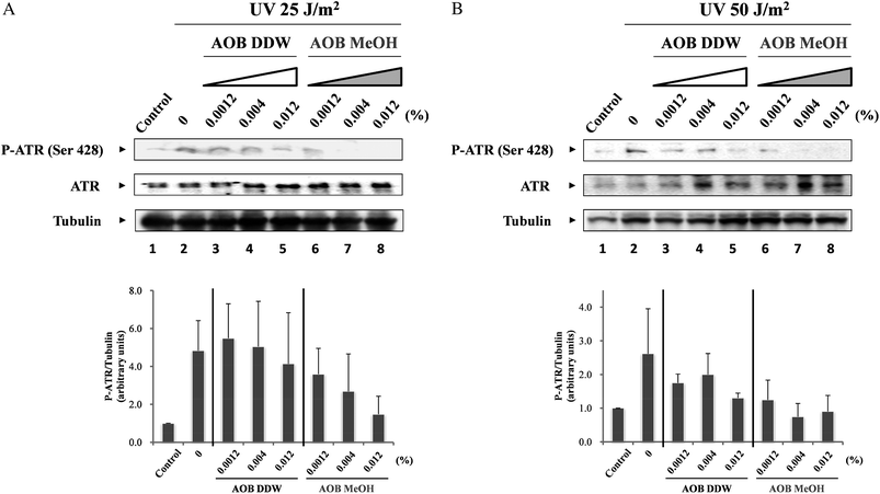 Effect of AOB extracts on UVC-induced ATR activity. A549 adenocarcinoma cells were pre-incubated with or without AOB extracts (0.0012, 0.004 and 0.012%) for 1 h prior to induction of DNA damage. After pre-incubation, cells were irradiated with UV (25 or 50 J m−2), and then cultured at 37 °C for 3 h. Dose-dependent effects of the AOB extracts on the phosphorylation level of ATR was observed by (A) 25 J m−2 or (B) 50 J m−2 of UV irradiation. Tubulin was used as a loading control.