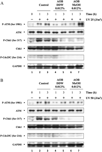 Effect of AOB extracts on the checkpoint protein activation of different times. A549 adenocarcinoma cells were pre-incubated with or without AOB extracts (0.012%) for 1 h prior to induction of DNA damage. After pre-incubation, cells were irradiated with UV (25 or 50 J m−2), and then cultured at 37 °C for 1 h and 3 h. Effect of AOB extracts on the phosphorylation level of ATM, Chk1 and Cdc25C were observed by (A) 25 J m−2 or (B) 50 J m−2 of UV irradiation. GAPDH was used as a loading control.