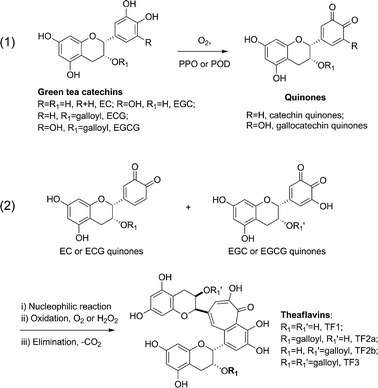 Enzymatic catalyzed process of theaflavin formation.