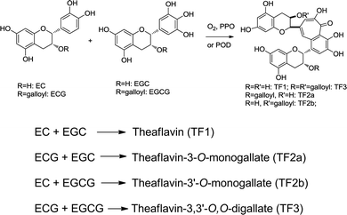 Major specific theaflavin formation from catechins.