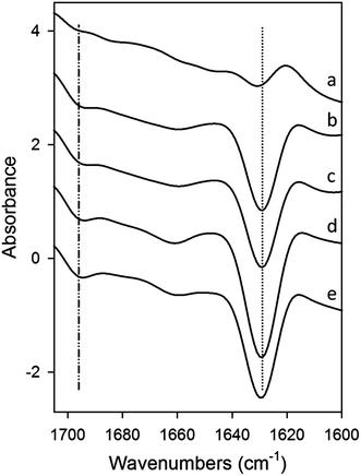 ATR-FTIR difference spectra of mixtures of Aβ42 (10 μM) and wPRP after subtraction of Aβ42 and wPRP controls at each concentration, showing structural changes in Aβ42 peptide compared with Aβ42 control, resulting from the presence of wPRP. Spectral subtraction was applied between 4000 and 800 cm−1 and changes mainly reflected effects of wPRP on Aβ42 secondary structure in the amide I band region (1700–1600 cm−1). wPRP concentrations were (a) 0.001, (b) 0.005, (c) 0.01, (d) 0.05, (e) 0.1 mg ml−1 and samples were incubated at 30 °C for 20 h. Each spectrum represents the mean of independent samples analysed in triplicate.