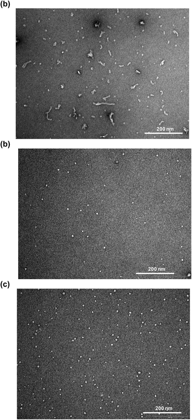 Transmission electron micrographs of Aβ42 peptide (10 μM) incubated at 30 °C for 20 h alone (a), SPE100 alone (0.1 mg ml−1), (b) or Aβ42 with SPE100 (0.1 mg ml−1), (c).