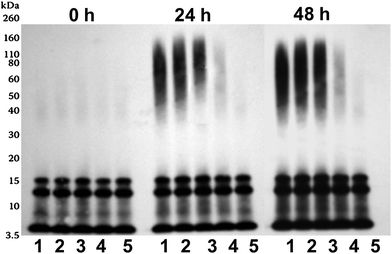 Western blot analysis of Aβ42 peptide (10 μM) incubated at 22 °C for either 0, 24 or 48 h with SPE100 (lane 1–5: 0, 0.01, 0.025, 0.05 and 0.1 mg ml−1), before immunoblotting using WO2 anti-body (anti-Aβ-3–10).