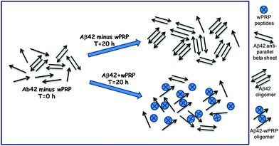 Schematic showing proposed effects of wPRP on structures of soluble forms of Aβ42.