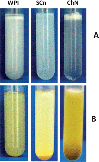 General appearance of diluted 1 : 20 (v/v) oil-in-water emulsions (oil 10% w/w) initially stabilized with 0.5% w/w ChN, 0.5% w/w WPI or 0.5% w/w SCn (A) after 2 h following the addition of the buffer solution (phosphate buffer 10 mM, pH 7.0, 5 mM CaCl2), and (B) after 2 h following incubation with the duodenal components: lipase (1.6 mg mL−1) and bile extract (5 mg mL−1) (at T = 37 °C, 5 mM CaCl2, pH 7.0).