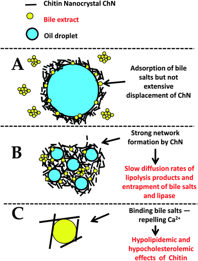 Schematic diagram for the proposed mechanism(s) of the reduced lipid digestion in o/w emulsions stabilized by ChN particles (not to scale).