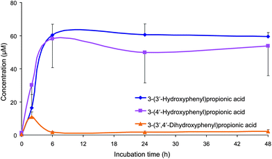 Mean concentrations (corrected by subtracting concentrations from the control samples) of 3-(3′-hydroxyphenyl)propionic acid 3-(4′-hydroxyphenyl)propionic acid and 3-(3′,4′-dihydroxyphenyl)propionic acid detected in the faecal incubations of Concord grape juice with colonic microbiota from three healthy donors. Error bars represent the standard error of the mean (n = 3).