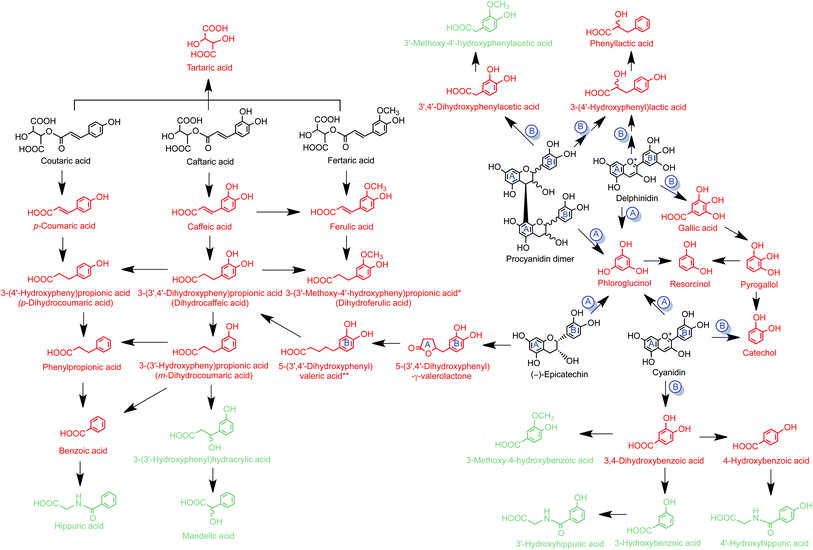 Proposed pathways for catabolism associated with the consumption of Concord grape juice anthocyanins, hydroxycinnamate esters, (−)-epicatechin and procyanidin dimers. Structures in black are parent compounds, those in red are their colonic microbiota catabolites and green structures are compounds detected in urine but not produced by faecal incubations, indicating they are likely to be formed by post absorption phase II metabolism in the wall of the colon and/or the liver prior to excretion. Possible flavonoid A and B ring-origin of catabolites are indicated. *Dihydroferulic acid has been detected in urine after consumption of Concord grape juice.11 **5-(3′,4′-dihydroxyphenyl)valeric acid is a potential intermediate that did not accumulate in detectable quantities.