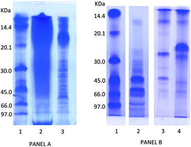 SDS-PAGE analysis of proteins extracted from freeze-dried biomass of G. sulphuraria and A. platensis panel A: proteins extracted from microalgae with 9 M urea and 1% b-mercaptoethanol. Lanes: 1, molecular mass markers; 2, G. sulphuraria extract (9 M urea and 1% β-mercaptoethanol); A platensis extract (9 M urea and 1% β-mercaptoethanol). Panel B: lanes: 1, molecular mass markers; 2, G. sulphuraria extract (Viscozyme digestion); 3, G. sulphuraria extract (Viscozyme digestion followed by viscozyme, trypsin and pepsin); 4, G. sulphuraria extract (trypsin and pepsin digestion).