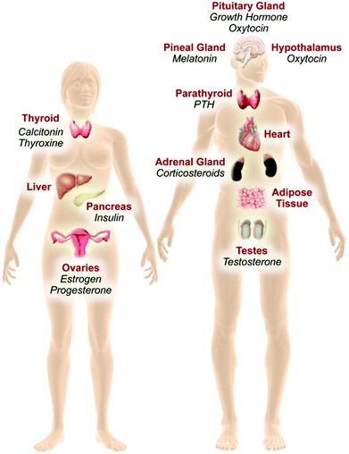 The endocrine system is comprised of the hypothalamus, pituitary, adrenal gland, parathyroid, pineal gland, thyroid, pancreas, and reproductive glands. Other tissues and organs such as the liver, heart, and adipose tissue have secondary endocrine functions, and may also be targeted by EDCs. Endocrine glands secrete a hormone, which is carried throughout the body via the blood, and may bind to its specific receptor in target organs. For instance, estrogen is released by the ovary and binds to estrogen receptors (ERα and ERβ) distributed throughout the body and brain.