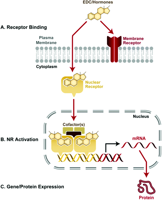 This schematic depicts disruption of receptor signaling by an EDC, one of many possible ways that EDCs can interfere with endocrine system function. A. In this example, the EDC is a small lipophilic molecule, which can pass through the cell's plasma membrane and bind to a nuclear hormone receptor (NR). B. The NR is activated by EDC binding, and it translocates to the nucleus where the cell's transcriptional machinery, such as cofactors, are recruited to form a complex on the hormone response element of a hormone-responsive gene. C. The assembled complex promotes transcription of downstream DNA into RNA and eventually protein. Ultimately, gene and protein expression of hormone responsive genes may be influenced by EDC binding to nuclear hormone receptors.