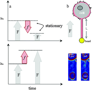 (a) Pushing force as a result of polymerisation causes a more negative membrane force, F (upper panel), while pulling force as a result of depolymerisation causes a more positive, F (lower panel). (b) Optically trapped bead attached to membrane tube of length L and filled with F-actin (noted by magenta). The direction of the axial membrane force, F is positive. Bright-field images of membrane tubes formed from cell. Images were obtained at the end of tube elongation (image on left) and when the stationary force (image on right) was monitored (ESI, Movie S1).