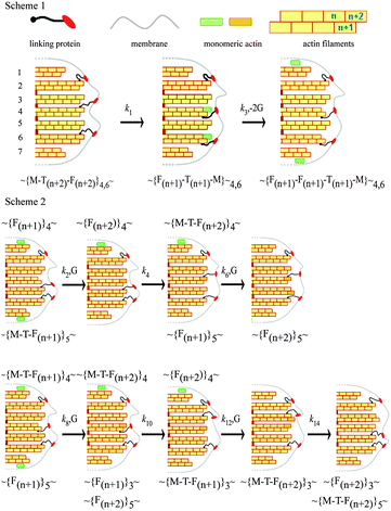 Pathway for actin depolymerisation (Scheme 1) and polymerisation (Scheme 2). Scheme 1. Two of the protein linkers, crisscross from the (n + 2) to the (n + 1) position and pull the membrane towards the cell with rate constant k1, and the same two monomers at position (n + 2) escape to the cytoplasm with rate constant k3. Scheme 2. Upper: Monomers bind only to filaments without linkers. A monomer binds at the (n + 2) position of the 4th filament after which a protein linker dissociates from the 5th and binds to the 4th pushing the membrane forward. A second monomer then binds to the (n + 2) position of the 5th filament. Lower: binding of monomer to filaments with a linker attached. A monomer binds at the (n + 1) position (4th filament) and this linker then moves to the adjacent filament pushing the membrane forward. A second monomer binds to the (n + 2) position of the 3rd filament and the linker on this filament dissociates and rebinds to the (n + 2) position of the 5th filament pushing the membrane forward. The symbols represent G: monomeric actin, M: membrane, F: filament; T: protein linker and the subscript the filament number. The rate constants, k are shown where odd and even subscripts represent depolymerisation and polymerisation.