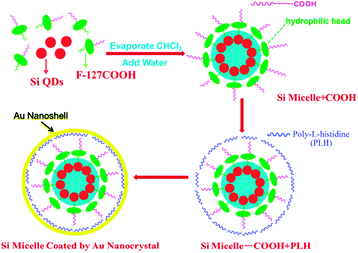 Schematic illustration of the synthesis of Si/Au hybrid nanostructure (golden-SiQD). Functionalized Si QDs (red) dispersed with F127-COOH (green representing F127 and purple representing the COOH group) in chloroform were evaporated and resuspended as micelles in HPLC water. Subsequently, PLH (blue curves) was grafted to the surface of the SiQD-COOH micelle through electrostatic interaction for effective immobilization of Au3+ at a high packing density. NH2OH was used to reduce Au3+ to produce a gold shell (yellow circle). The representative image is not drawn to scale.