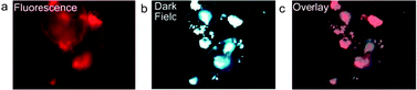Fluorescence and dark-field imaging of pancreatic cancer cells treated with golden SiQDs, (a) the fluorescence micrograph obtained with a 400 nm short pass filter for excitation and a 600 nm long pass filter for emission, (b) dark-field microscopy micrograph, (c) dark field micrograph overlay (at 40% transparency) on the fluorescence micrograph.