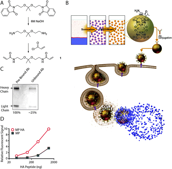 Antibodies conjugated to pH-sensitive hydrogel microparticles maintain binding activity. (A) Synthesis of acid-sensitive crosslinker. (B) Schematic of microparticle production, uptake by a cell, and release of cargo in the endosome. (C) Conjugation efficiency of antibodies to particles. (D) Fluorescein-HA peptide binding activity of MP HA compared to MP.