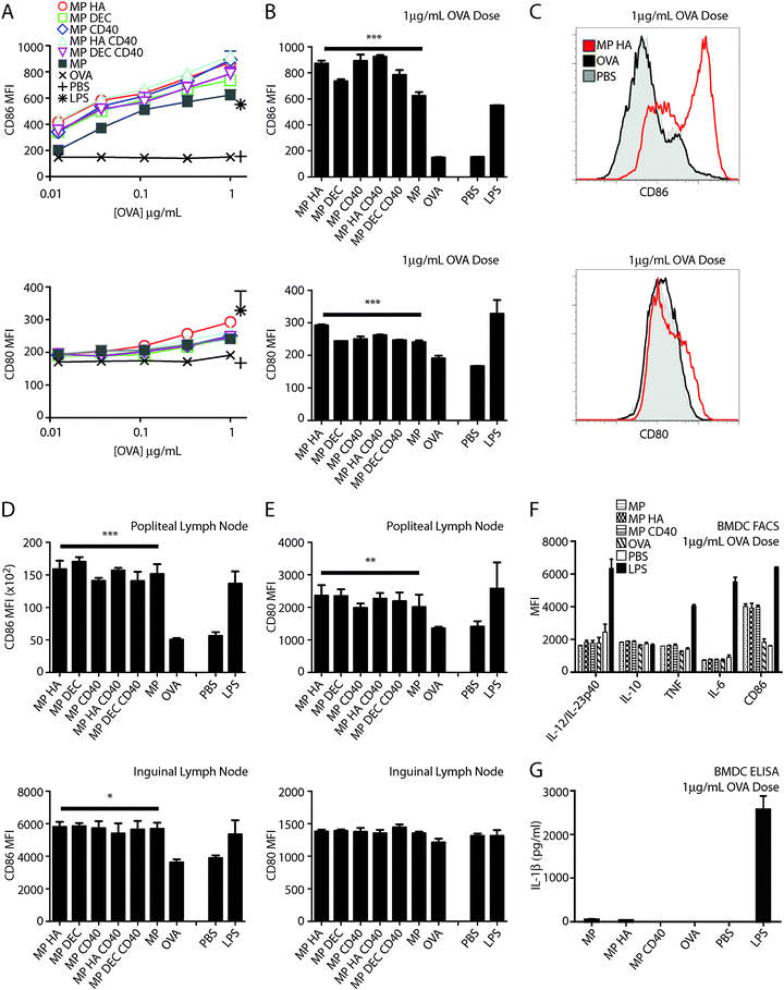 All microparticles, regardless of antibody conjugation, induce upregulation of CD80 and CD86 but not cytokine production by BMDCs. (A–C) BMDCs were incubated with 3-fold dilutions of microparticles or OVA (highest dose: 1 μg mL−1). Controls were PBS or LPS. After 2 days, cells were stained for CD80, CD86, B220 and CD11c and analyzed by flow cytometry. (A) Maximum fluorescence intensity (MFI) of CD80 or CD86 for CD11c + B220-cells. Two-way ANOVA for CD80 and CD86 *** p < 0.001. (B) CD80 and CD86 expression induced by microparticles at 1 μg mL−1 OVA with two-way ANOVA Dunnett's post hoc test versus OVA. PBS and LPS were not included in ANOVA analysis. (C) Representative histograms of CD80 and CD86 staining. Shown: OVA, MP HA, both 1 μg mL−1 OVA, and PBS. (D, E) Activation of DCs in vivo. Mice were given 10 μg microparticles s.c. in both hind footpads. After 2 days, mice were sacrificed and popliteal and inguinal LNs were taken. Cells were stained for CD11c, B220, CD3, CD80, and CD86. Graphs are MFI of (D) CD86 or (E) CD80 for CD3-B220-CD11c + cells. 4 mice per group. Statistics are one-way ANOVA with Dunnett's post hoc test (compared to OVA). *p < 0.05, **p < 0.01, ***p < 0.001. (F, G) Cytokine production by BMDC. BMDC were cultured as in A–C, and harvested after 12 hours (F) or 2 days (G). (F) Cells were stained with CD86, CD11c, B220, IL-12/IL-23p40, IL-10, IL-6, and TNFα and analyzed by flow cytometry. Graph is MFI of cytokines and CD86 for CD11c + B220-cells. (G) ELISA for IL-1β on supernatants from BMDC cultures.