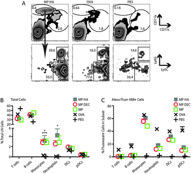 Fluorescent particles recruit neutrophils and monocytes to the draining LN. 10 μg microparticles encapsulating OVA Alexa Fluor 488 were injected s.c. in both hind footpads. Mice were sacrificed after 1 day, and popliteal LNs were taken. Cells were stained for CD11c, CD11b, B220, TCRβ, CD4, CD8, Ly6G and Ly6C. (A) Flow cytometry of cells previously gated to include only live cells (FSC vs. SSC). Top row: representative FACS plots from MP HA-, OVA-, and PBS-injected mice. Bottom row: CD11bhi CD11clo cells were both neutrophils and monocytes. (B, C) Data were combined from two experiments, three mice each. (B) Percentage of monocytes and neutrophils in microparticle- versus OVA-injected popliteal LNs. (C) The efficiency of particle or OVA uptake for each cell subset.