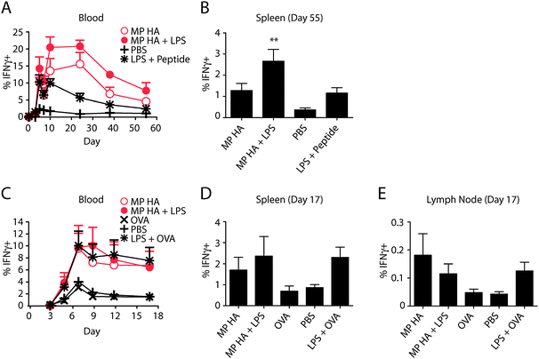 Vaccination with microparticles increases IFNγ + CD8 T cells in response to VSV-OVA challenge. BMDCs were incubated overnight with 0.85 μg mL−1 MP HA, 0.85 μg mL−1 MP HA + 0.42 μg mL−1 LPS, 0.42 μg mL−1 LPS + 5 μM SIINFEKL (OT-I peptide), or PBS control. 250 000 of these BMDCs were given to mice i.v. 7 days post-BMDC injection, mice were challenged with 105 PFU VSV-OVA i.v. and (A) the T cell response was tracked via blood on days 0, 3, 5, 7, 10, 24, 38, and 55 post-challenge. Lymphocytes from blood were purified, restimulated with OT-I peptide, and stained for CD4, CD8, IFNγ, CD44, B220, Ter119, and CD11b. Antigen-specific cells were detected by IFNγ + CD44+ staining. Data shown are previously gated on CD8+ T cells. (B) At day 55, mice were sacrificed, spleens were taken, and antigen-specific cells were detected as in blood. One-way ANOVA with Bonferroni post hoc testing. (C–E) Direct immunogenicity. Mice were given 10 μg MP HA, 10 μg MP HA + 10 μg LPS, 10 μg LPS + 10 μg EndoGrade OVA, 10 μg EndoGrade OVA, or PBS s.c. in both hind footpads. At day 45, mice were challenged with 105 PFU VSV-OVA i.v., (C) and subsequently bled at days 3, 5, 7, 9, 12, and 17. Lymphocytes from blood were purified, restimulated with OT-I peptide and stained for CD4, CD8, IFNγ, CD44, B220, and CD11b. Antigen-specific cells were detected by IFNγ + CD44+ staining. Data shown are previously gated on CD8+ T cells. (D, E) At day 17, mice were sacrificed, spleens and LNs were taken, and antigen-specific cells were detected as in blood.