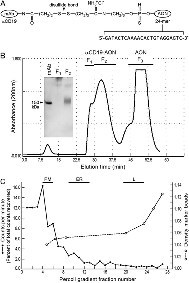 Anti-CD19–AON immunoconjugate against E2A–PBX1+ B-lineage ALL. (A) The thiolating agent 2-iminothiolane (2-IT) was used to generate an amidine compound with the amino-modified AON in order to introduce a free sulfhydryl group. The derivatized AON was reacted with the SPDP-modified anti-CD19–mAb to prepare a disulfide-linked mAb-AON conjugate specific for CD19+ cells carrying the leukemia-specific target fusion transcript E2A–PBX1. The conjugate contained an average of 1.5 molecules of AON linked to each molecule of mAb. (B) An HPLC size exclusion column was used to separate unreacted AON from mAb–AON conjugates. The large peak of protein (fraction II) eluting between 30–40 min was collected and concentrated. Non-reducing 5% SDS-PAGE gels of this fraction were stained with Coomassie Blue and revealed a more diffusely stained and slightly larger band than unmodified mAb, as shown in the inset. (C) Fate of a cell-bound αCD19–3H-AON immunoconjugate. NALM-6 cells were incubated with αCD19–3H-AON, washed to remove an unbound immunoconjugate, and homogenized, as described in Materials and methods. Various cellular components were fractionated on density gradients of colloidal silica (Percoll) using our previously published procedure.21