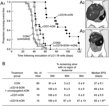 In vivo anti-leukemic efficacy of αCD19–AON in a SCID mouse xenograft model of human t(1;19) ALL. Female CB.17 SCID mice were inoculated intravenously with 0.2 ml of a cell suspension containing 1 × 106 LC1;19 cells, as previously reported. Unconjugated AON (20 μg per day × 14 days = 1.8 μmol kg−1), αCD19–SON (20 μg per day × 14 days = 14 mg kg−1 or 93.3 nmol kg−1), control AON immunoconjugate αCD7–AON (20 μg per day × 14 days = 14 mg kg−1 or 93.3 nmol kg−1) and αCD19–AON (20 μg per day × 14 days = 14 mg kg−1 or 93.3 nmol kg−1) were delivered as a continuous 14 day infusion using an ALZET microosmotic pump. All mice were electively killed at 120 day unless they died or became moribund earlier due to their disseminated leukemia. At the time of their death or killing, mice were necropsied to confirm leukemia-associated marked hepatomegaly and/or splenomegaly.16 For the analysis of the SCID mouse xenograft data, event-free survival times were measured from the day of inoculation of leukemia cells to the day of death or killing. Cumulative proportions of mice surviving event-free are shown according to the number of days after inoculation of LC1;19 leukemia cells (A1). A2 and A3 depict the massive hepatosplenomegaly of the original xenografted SCID mice with overt leukemia from which the LC1;19 cell line was derived.16 In the preparation of the two mouse diagrams, the artist used color photographs taken at the time of necropsy. Scans of the photos were used to accurately trace the contours of organ structures and mouse outlines. The color images were converted to grayscale, and image contrast was decreased. The peripheral traced shapes (background and mouse body) were filled with opaque shades of white and grey, while highlighted organ shapes (liver and spleen) were given a percentage of opacity to allow some of the tissue's texture to show through. L, liver; S, spleen; T, tumor. B depicts the life table analysis of the survival data shown in A1. Control mice in the CON2 group that were treated with αCD19–SON or AON had a prolongation of their EFS from 37 days to 49 days. Likewise, control mice treated with αCD7–AON had a prolongation of their EFS from 37 days to 43 days. By contrast, treatment with αCD19–AON prolonged the EFS to 82 days. **P < 0.0001 compared to all other treatment groups and an untreated control group (CON/CON1).