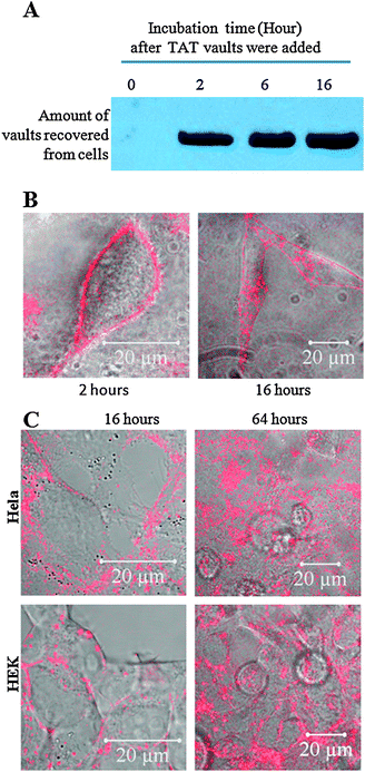The uptake of TAT-vaults is a two-step process in Hela cells. A. Western analysis showing no significant increase of associated TAT-vaults with Hela cells from two to sixteen hours. TAT/mCherry vaults (10 μg) were added to a dish containing 500 000 Hela cells for various amount of time as indicated above the image. After that, Hela cells were washed three times with cold PBS solution, separated on an SDS PAGE gel, and probed by anti-MVP antibody for MVP. B. Confocal images of live Hela cells (500 000 cells/dish) incubated with 10 μg TAT/mCherry vaults for 2 (left) and 16 (right) hours. The mCherry channel (in red) is overlaid on top of the bright field view. C. Confocal images of live Hela and HEK cells (500 000 cells/dish) incubated with 10 μg TAT/mCherry vaults for 16 (left) and 64 (right) hours. The mCherry channel (in red) is overlaid on top of the bright field view.