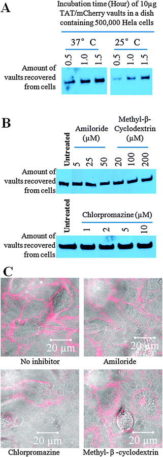 The uptake mechanism of TAT-vaults into Hela cell remains to be resolved. A. Western analysis shows a clear temperature dependence of the TAT-vaults. B. Western analysis did not reveal noticeable difference in the presence of various endocytosis inhibitors. C. Confocal microscopic analysis shows no difference in terms of the uptake pattern of TAT-vaults in Hela cells.