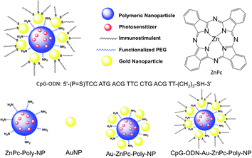 Schematic diagram of the NP platform for combination therapy of metastatic breast cancer.