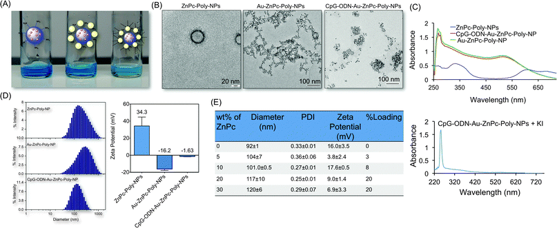 Characterization of hybrid NP constructs. (A) Photographs of NP suspensions showing no visible aggregation. (B) TEM images of ZnPc–Poly-NPs, Au–ZnPc–Poly-NPs, and CpG-ODN–Au–ZnPc–Poly-NPs. (C) Characterization of hybrid NPs by UV-Vis spectroscopy. (D) Hydrodynamic diameter and zeta potential of the NPs by DLS measurements. (E) Sizes, PDI, zeta potential, and loading of ZnPc in the PLGA-b-PEG-NH2 with varied ZnPc percent weight.