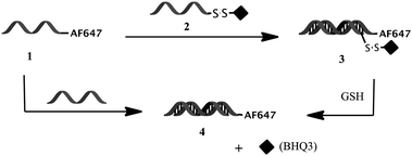 Assembly of the fluorescence-quenched “off–on” probe 3 from hybridization of DNA-AF647 with RNA-SS-BHQ3. Cleavage of 3 with GSH turns the probe on via de-quenching of AF647 by BHQ3.